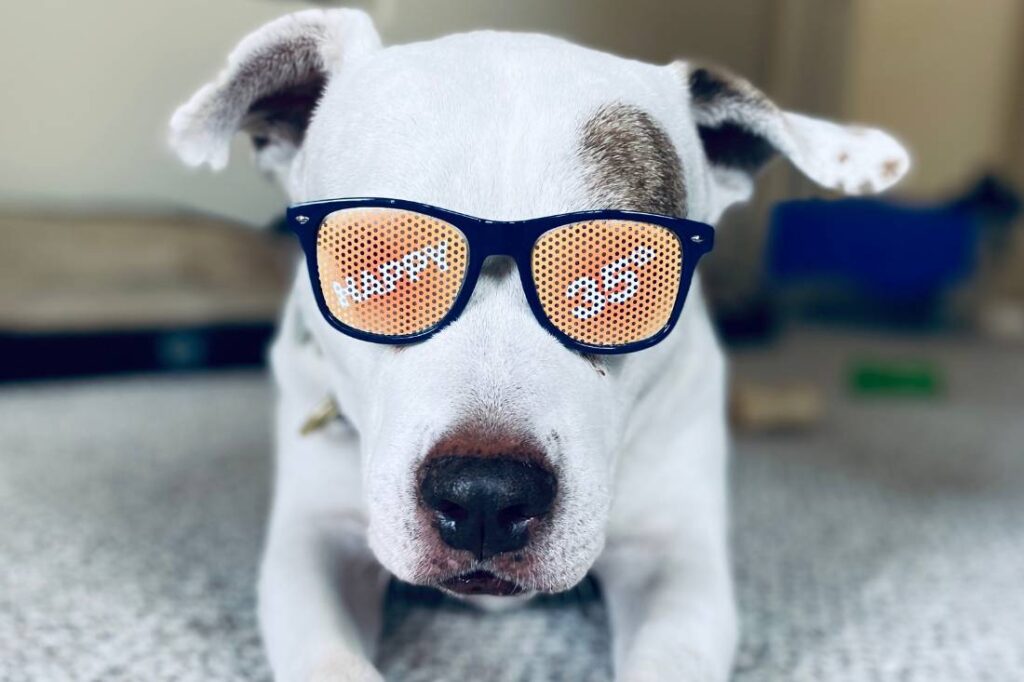 Dog wearing sunglasses