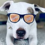 Dog wearing sunglasses