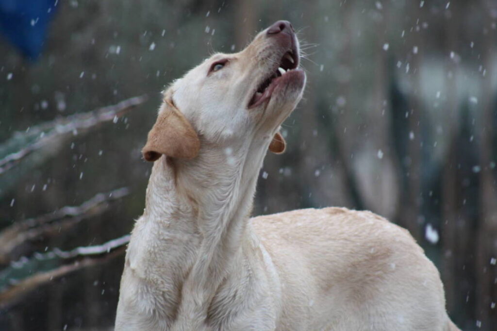 Marvel the Yellow Labrador tries to bit snow flakes.