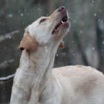 Marvel the Yellow Labrador tries to bit snow flakes.